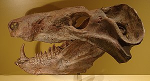 Figura 3c: Cranio de Cynognathus, un eucinodonto, un dos grupos de terápsidos ("mamíferos similares a réptiles") que é ancestral con respecto aos modernos mamíferos.