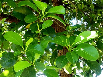 Foliage