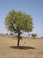 Provincial tree of Rajasthan