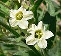 Nicotiana obtusifolia.