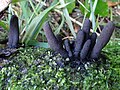 Xylaria longipes