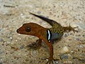 Collared Gecko (Gonatodes concinnatus)
