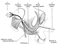Diagram of the course of the pudendal nerve in the male pelvis