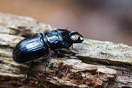 Šiaurinis elniavabalis (Ceruchus chrysomelinus)