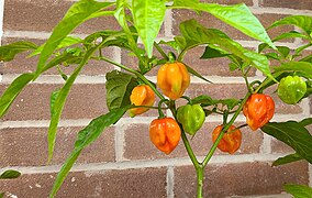 Meva tukkan habanero oʻsimligi