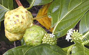 No noni, as flores são produzidas em sequência temporal ao longo do caule. É possível ver uma progressão da floração, desenvolvimento dos frutos e amadurecimento dos frutos.