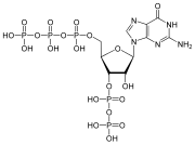 pppGpp, a nucleotide signaling molecule with both 5'- and 3'-phosphates.