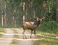 Sambar male with longer horn