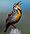 Western meadowlark