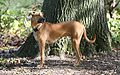 Blackmouth Cur