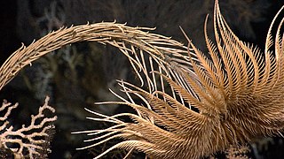 Thân hạch và cánh tay của một "sự thật" (rình rập) crinoid (gia đình Isselicrinidae)