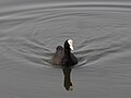 Eurasian Coot