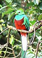 Quetzal