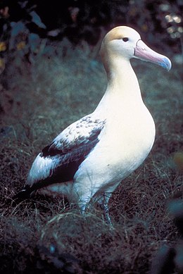 (Diomedea albatrus)