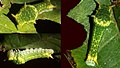 Larva