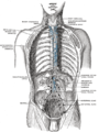 Deep lymph nodes and vessels of the thorax and abdomen (diagrammatic).