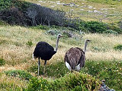 Pietų Afrikos stručių (Struthio camelus australis) pora Keipointo kyšulyje (Cape Point)