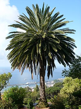 Kanári datolyapálma (Phoenix canariensis)