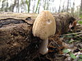 Coprinellus domesticus