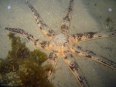 Luidia australiae.