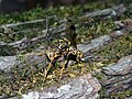 Female Megarhyssa laying eggs with her ovipositor.