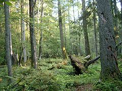 Vista del Bosque de Białowieża.