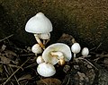 Leucocoprinus cepistipes