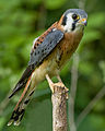 American Kestrel - Male