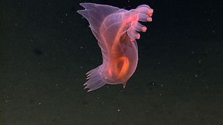 Une holothurie nageuse de la famille des Pelagothuriidae (genre Enypniastes).