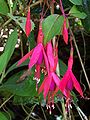 Fuchsia magellanica õied