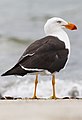 Goéland austral, (Larus pacificus) (Laridae)