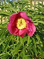 Paeonia anomala; cultivar