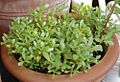 Purslane cultivar