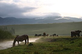 Chevaux touvains dans la bannière d'Erzine.