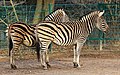 Chapmanzebra, (Steppezebra)