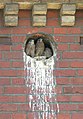 Fledglings in nest cavity