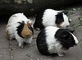 Guinea pigs