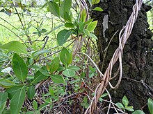 Wilde kamperfoelie, Lonicera periclymenum, liaan