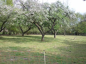 Historische appelboomgaard in Stadspark Staddijk, de lentebloesem