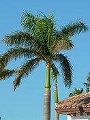 Palmera Real