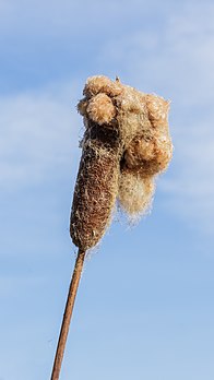 Infrutescence de massette à larges feuilles en cours d'anémochorie. (définition réelle 2 414 × 4 292)