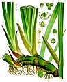 Acorus calamus