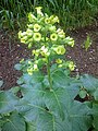 Maxorka (Nicotiana rustica)