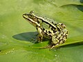 Varliagyvių (Amphibia) klasės rūšis - didžioji kūdrinė varlė (Pelophylax kl. esculentus)