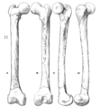 Femur IV reconstructed