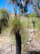 Hábito de Xanthorrhoea preissii.