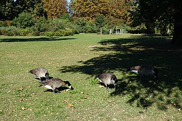 ドメニル湖ルイイ島のガチョウ