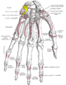 Bones of the left hand. Palmar surface. Triquetral shown in yellow.