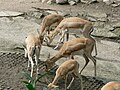 Goitered gazelle (females and young)