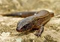 Striped Lightbulb Lizard (Riama striata)